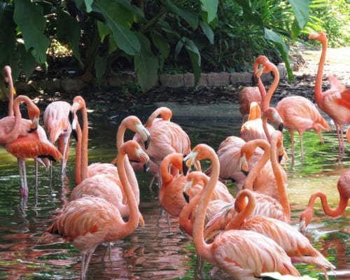 Parque-das-Aves-Foz-do-Iguacu Ingresso-Parque-das-Aves