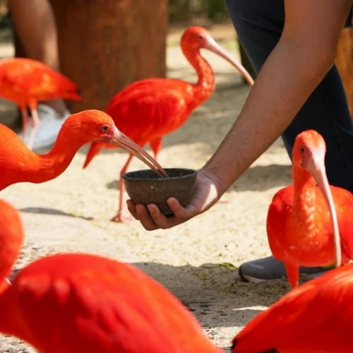 Parque-das-Aves-Coneca-Experience