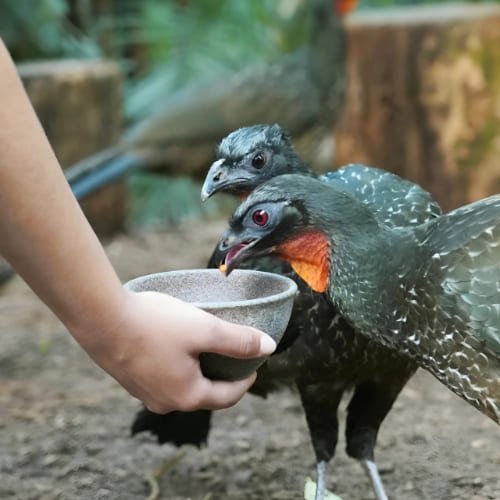 Conecta-Parque-das-Aves