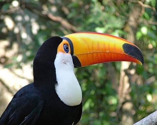 Parque-das-Aves-Foz